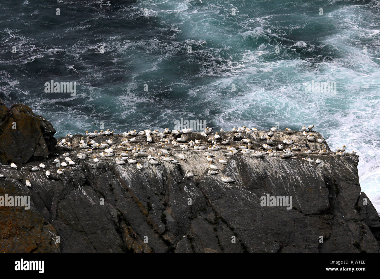 Gannet Colony Atlantic west coast of Shetland islands Stock Photo