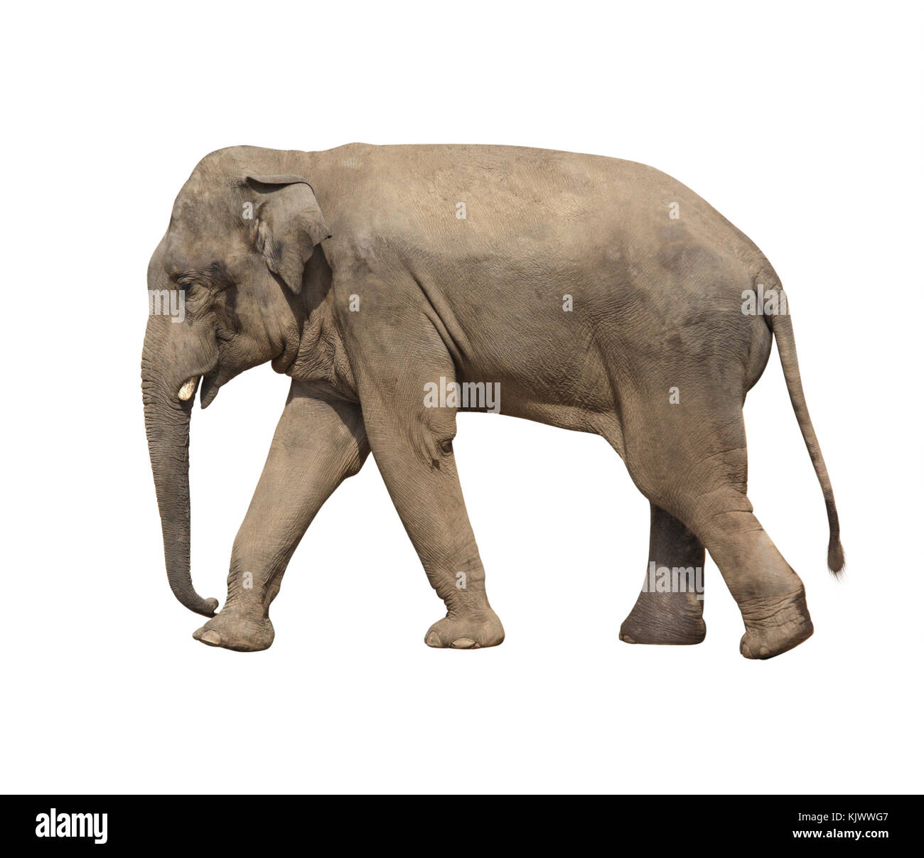 Walking elephant (Elephas maximus). Isolated on white background Stock Photo