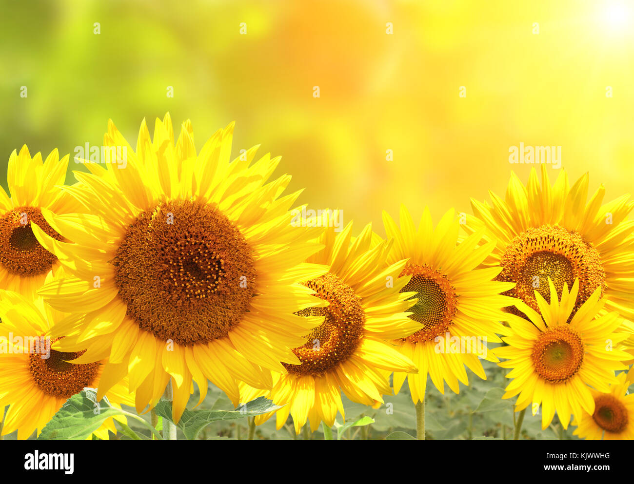 Bright yellow sunflowers on blurred sunny background Stock Photo - Alamy