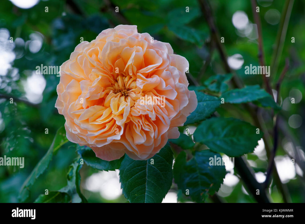 Another English rose by David Austin. Grace has apricot or apricot blend petals with a strong, tea fragrance.  It has a medium, very full rosette bloom form. Stock Photo