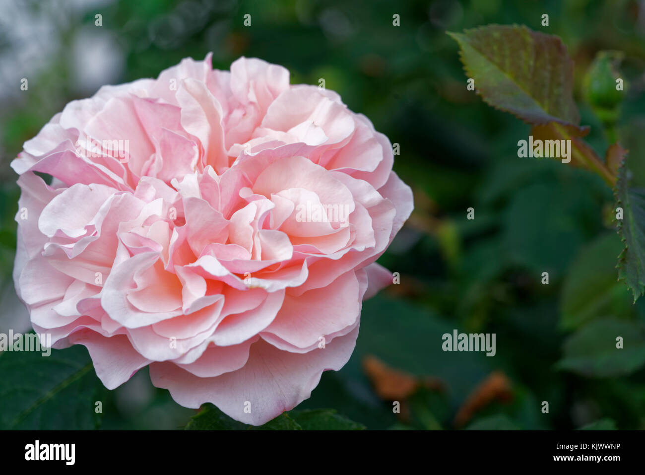 Kordes introduced in the year 1998 this beautiful, light pink rose with a mild fragrance. It has large, double, old-fashioned, ruffed blooms. Stock Photo