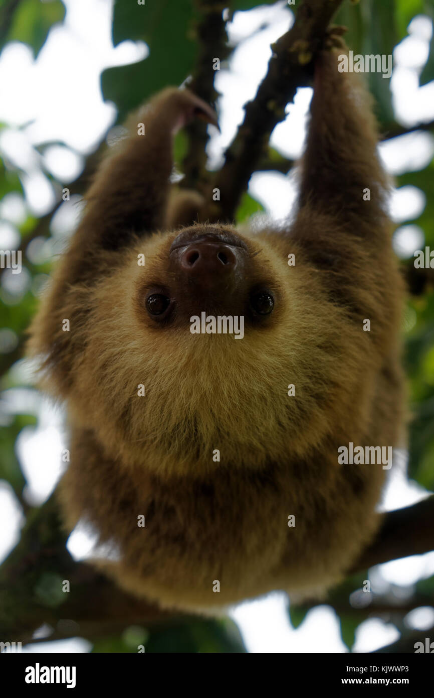 An orphant baby sloth is hanging on a branch and moving slowly (of course) towards the camera...|Hoffmann's Two-toed Sloth (Choloepus hoffmanni) Stock Photo