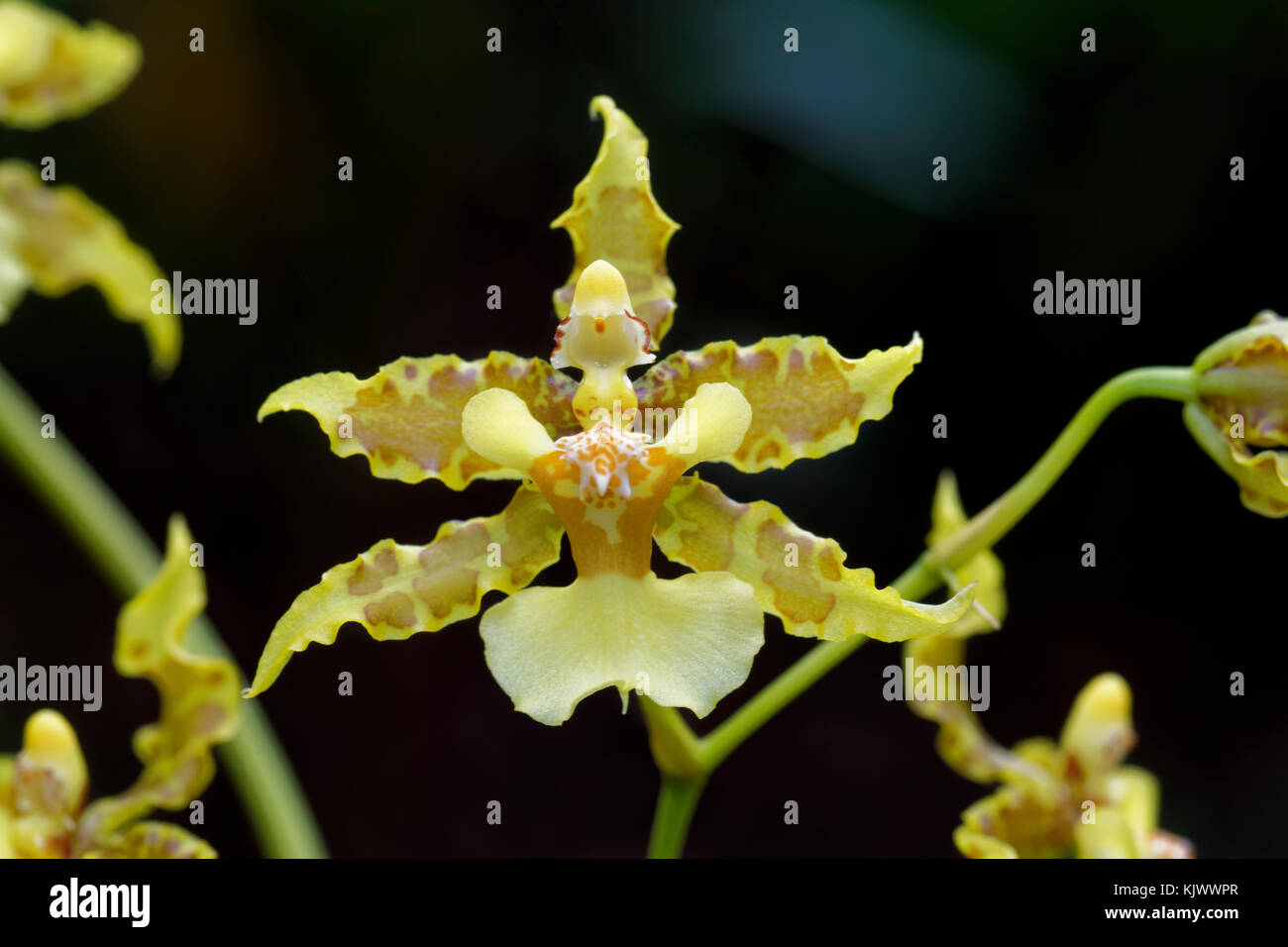 The orchid "Oncidium lineoligerum" is occurring in the forests of Costa Rica, Panama, Columbia, Ecuador and Peru. It's living as epiphyte on trees. Stock Photo