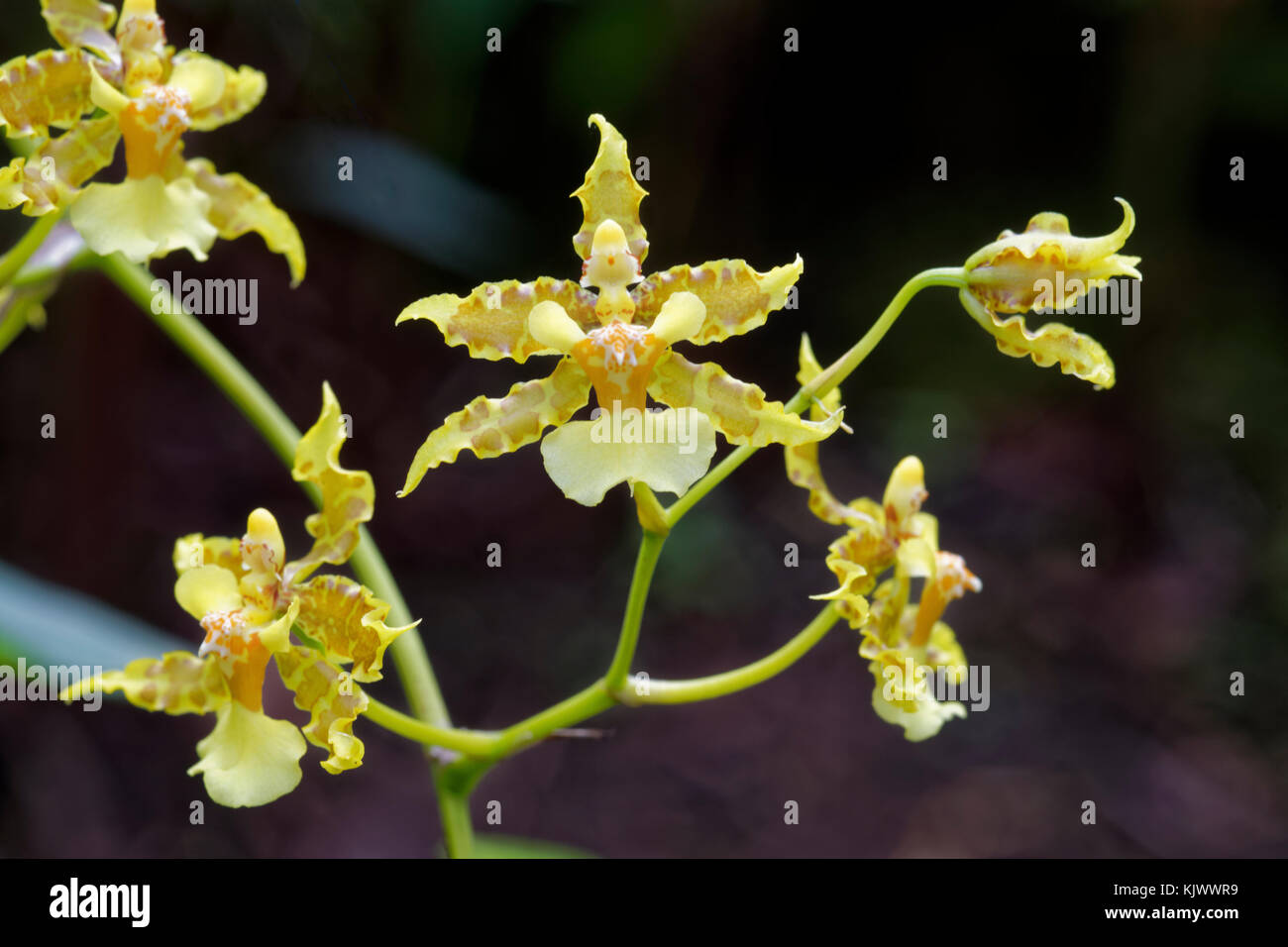 The orchid 'Oncidium lineoligerum' is occurring in the forests of Costa Rica, Panama, Columbia, Ecuador and Peru. It's living as epiphyte on trees. Stock Photo