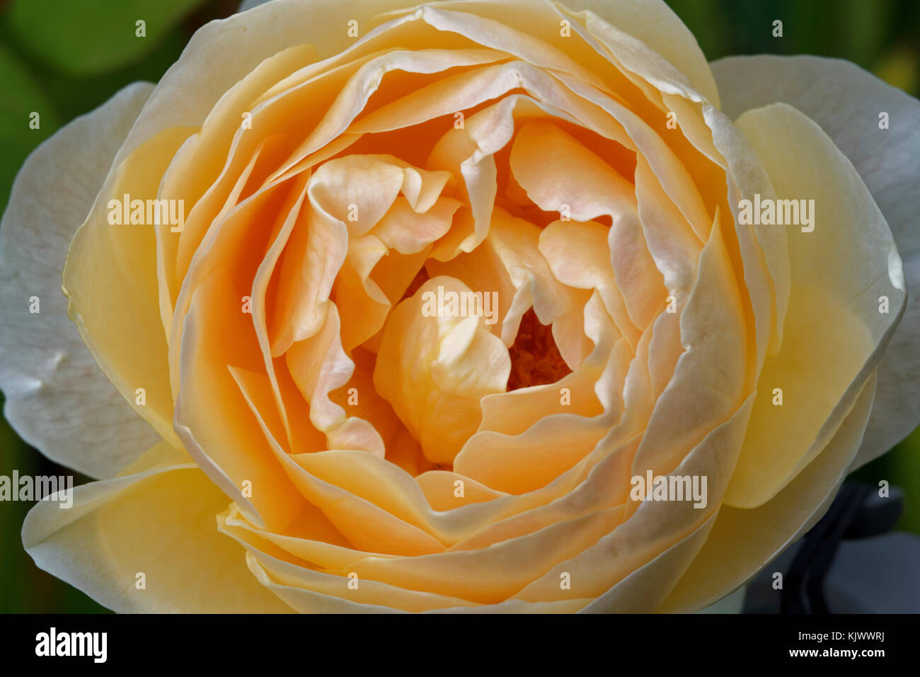 David C. H. Austin bred this beautiful apricot, cream-shading English ...