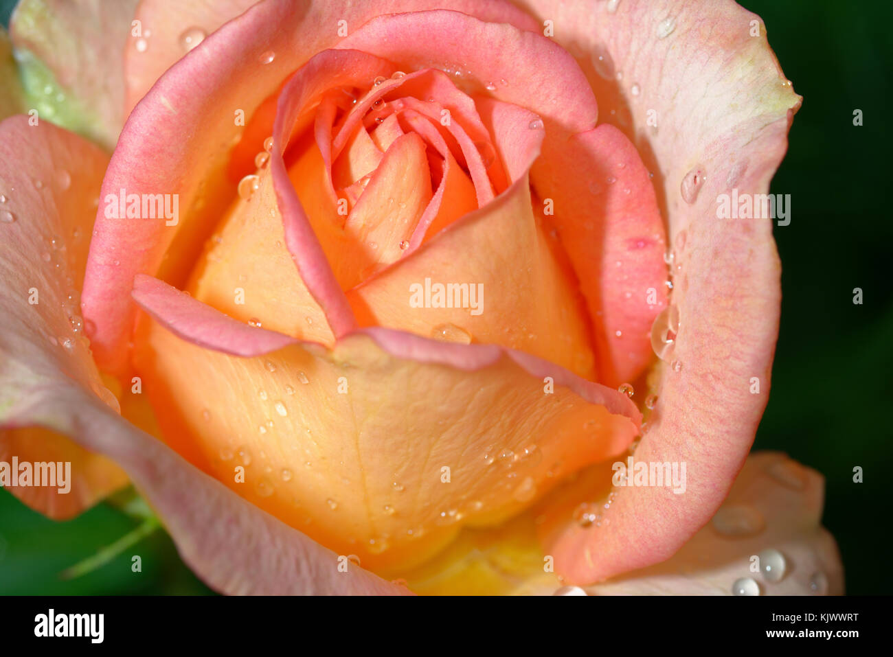 This rose with the name 'Fantasia Mondiale Freelander' was discovered by Karsten Schmidt and introduced to the German market by Kordes and Sons in the year 2006. The color is salmon-orange. It does not smell, but the bloom is beautiful. Stock Photo