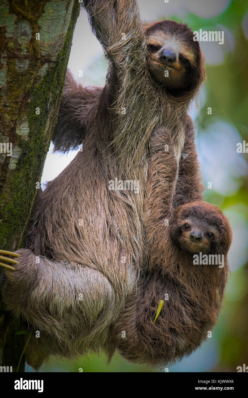 A brown-throated sloth  (Bradypus variegatus) is a 3-toed sloth. They are mostly living in high trees within rain forests. Although this mother was coming down to the ground with her baby.|Brown-throated Three-toed Sloth (Bradypus variegatus) Stock Photo