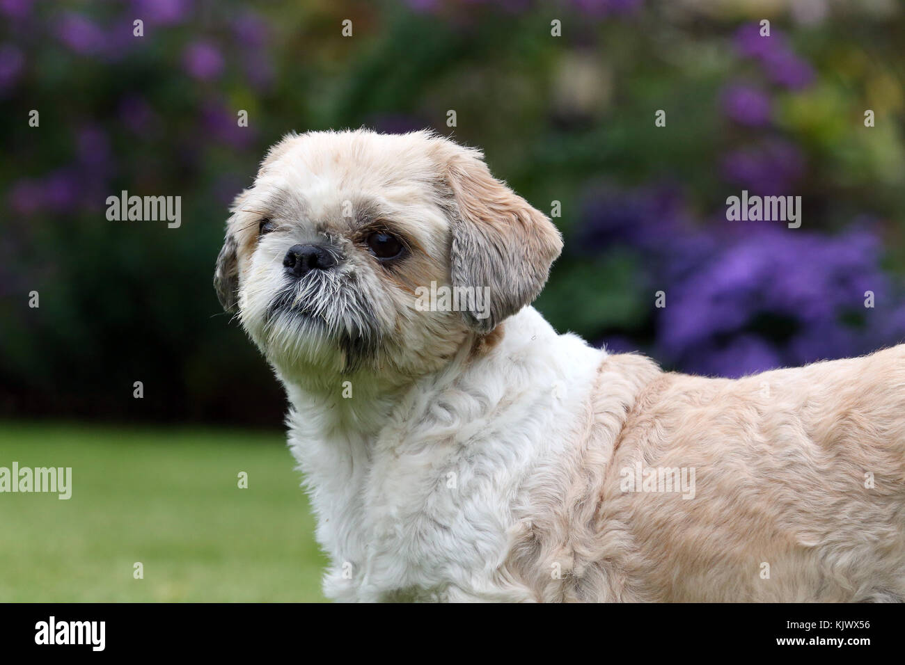 clipping a shih tzu