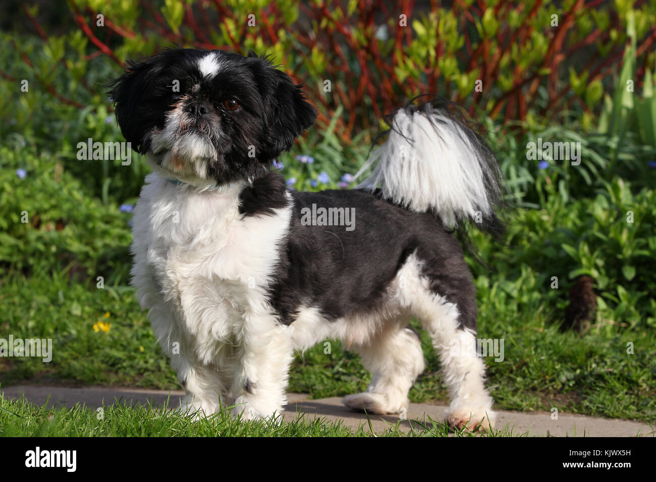 clipping a shih tzu