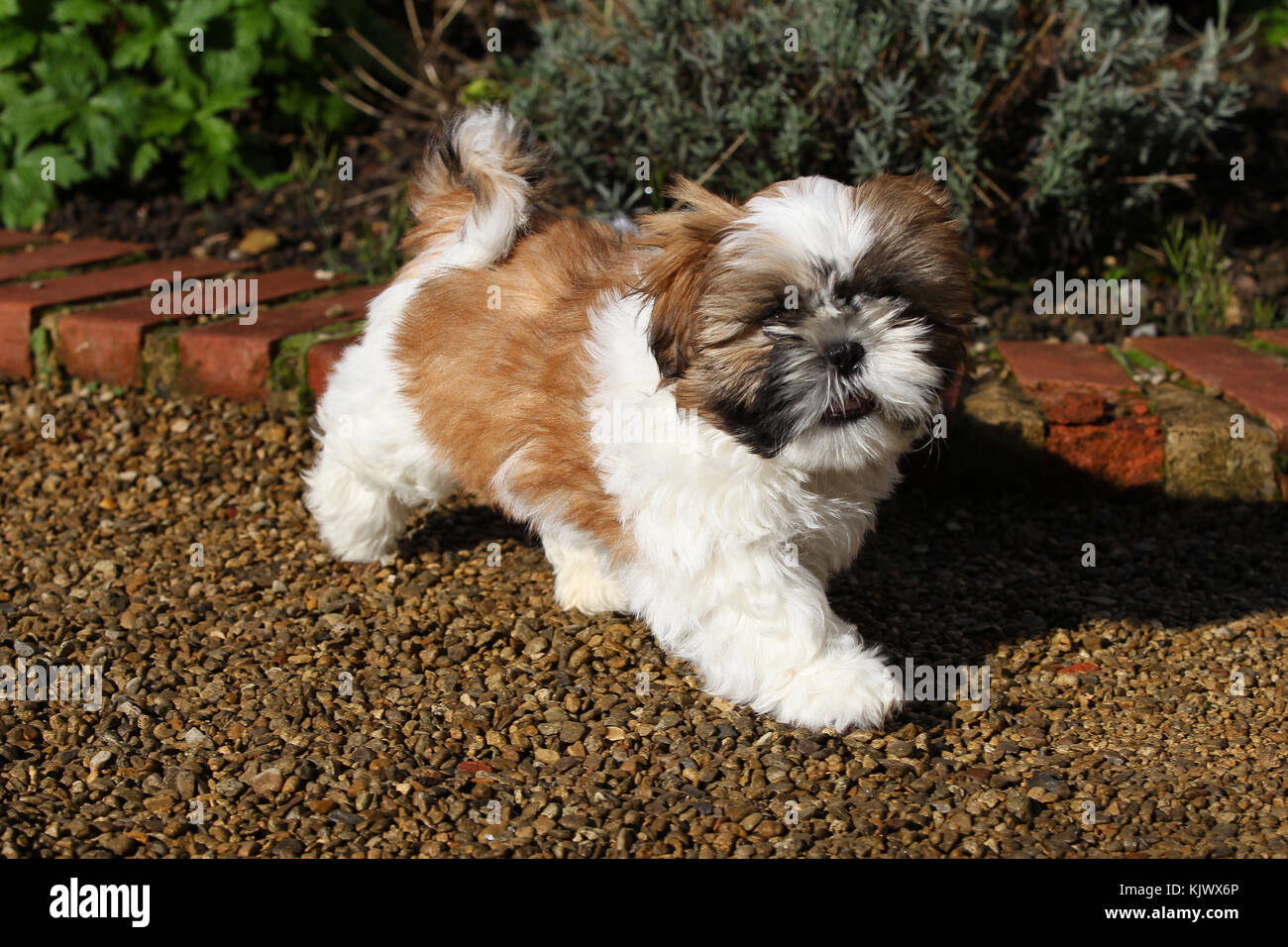 Shih tzu walking hires stock photography and images Alamy