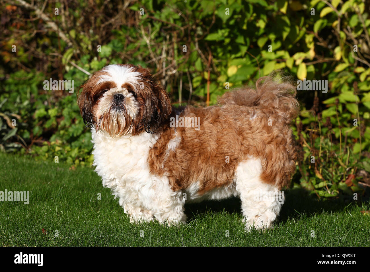 Shih Tzu Chrysanthemum Dog Standing Stock Photo Alamy