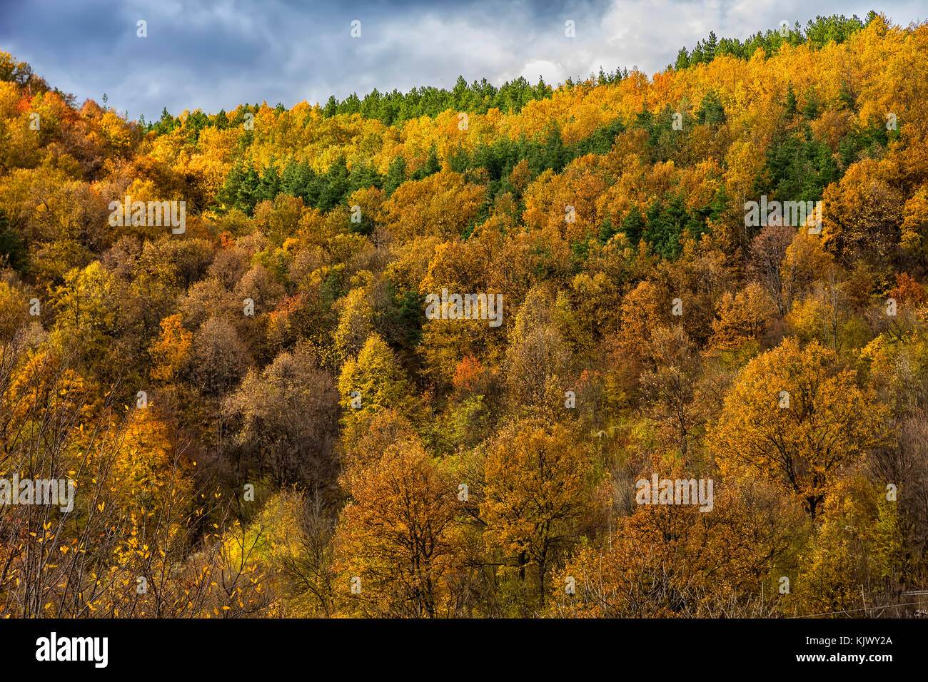 the mountain autumn landscape with colorful forest Stock Photo - Alamy