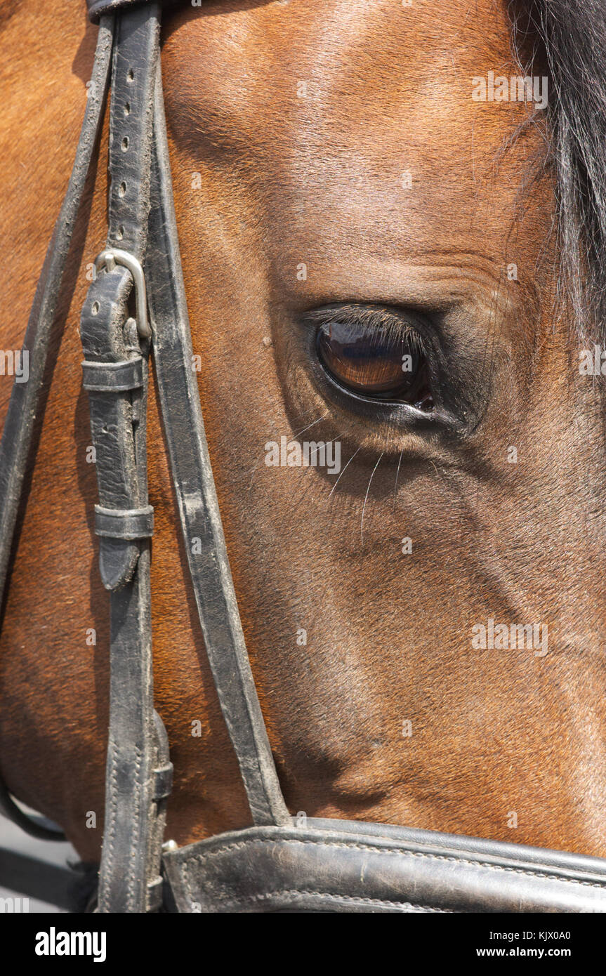 Close up of horse bridle and bit on a horse showing eye, Moreton