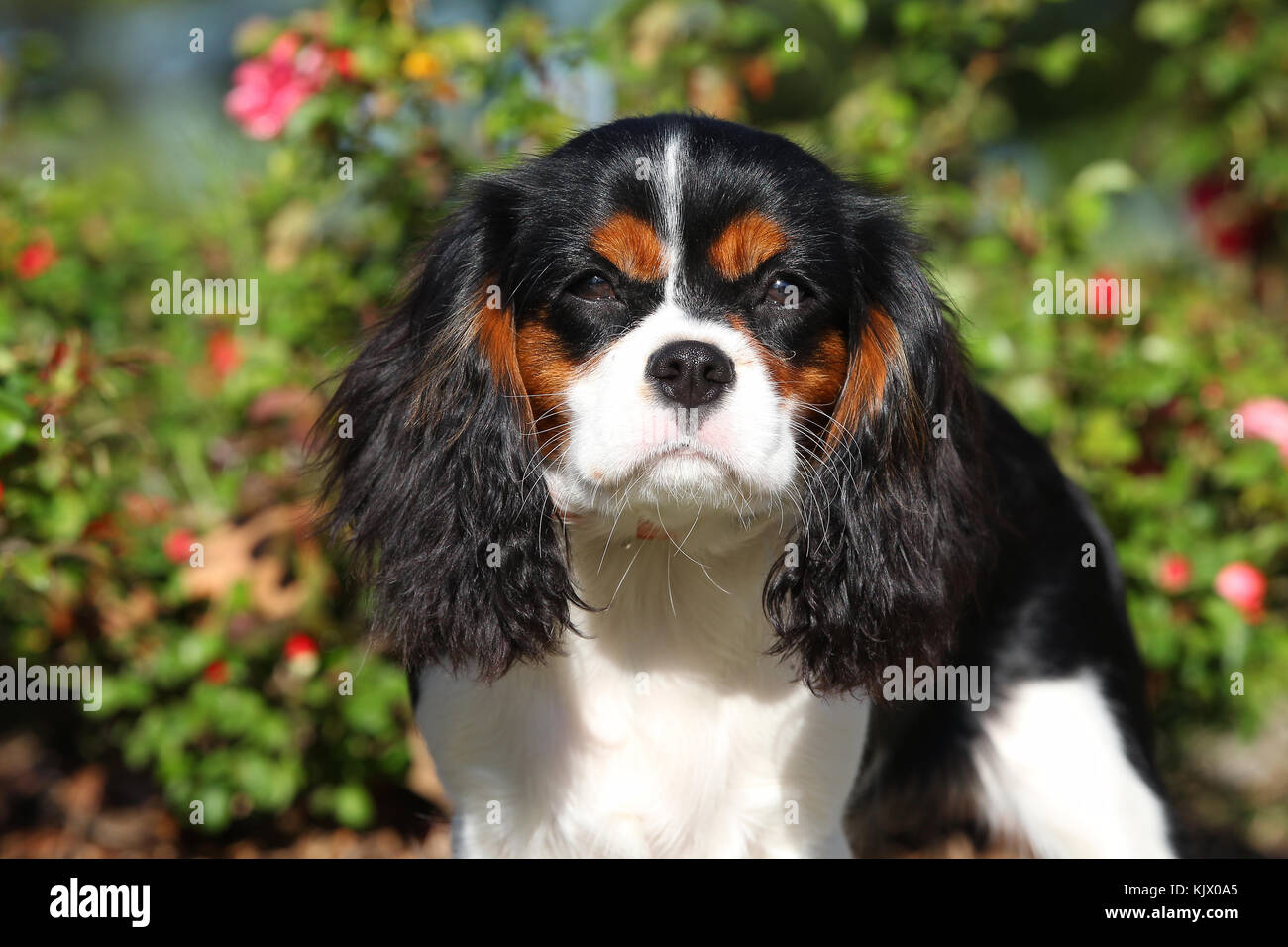 english cavalier dog