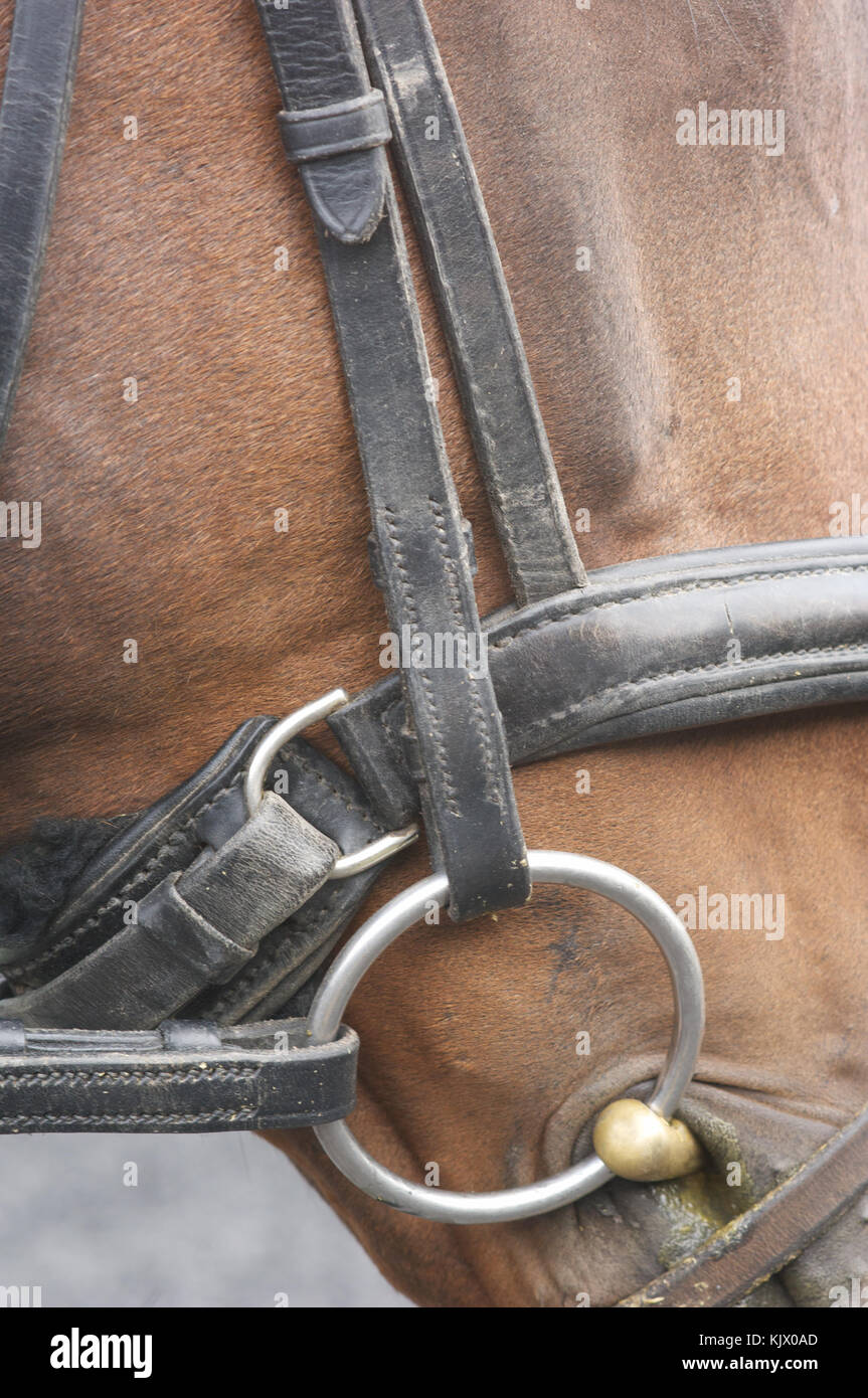 Close up of horse bridle and bit on a horse, Moreton Equestrian Centre
