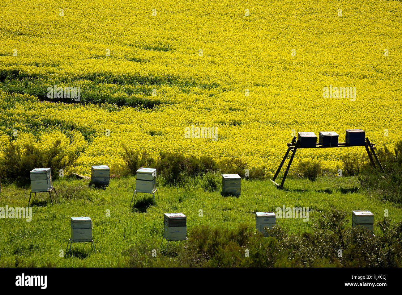 Canola Fields with bee hives Stock Photo