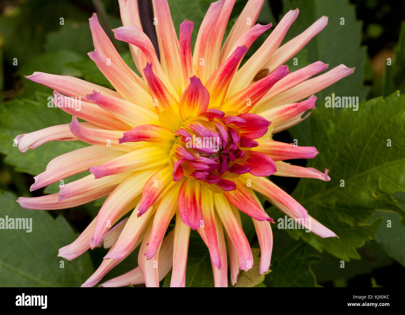 A flowering pink and yellow Dahlia Stock Photo