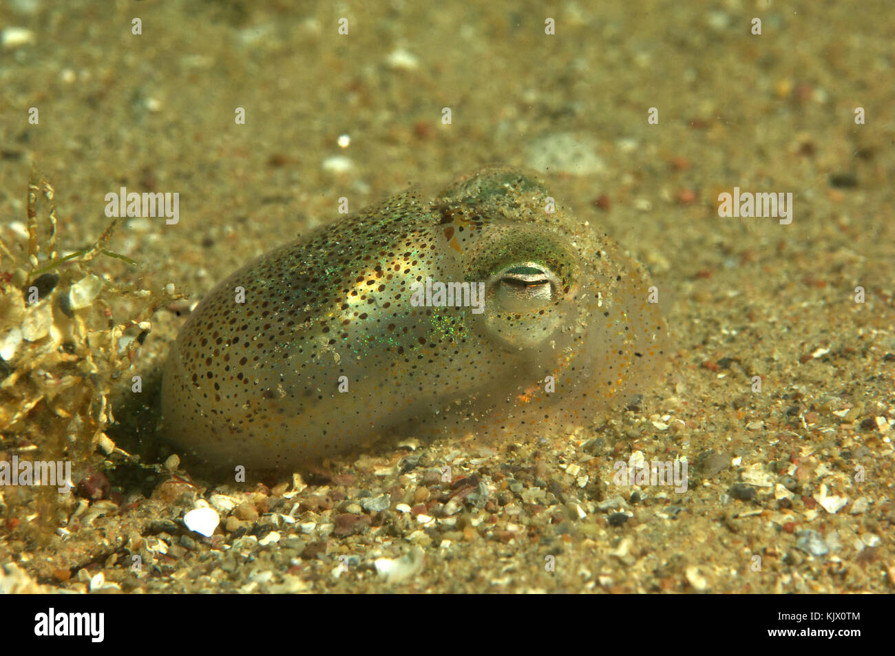 Bobtail squid also known as little cuttlefish  the smallest species of cephalopods reach a maximum of 5cm in length. Stock Photo