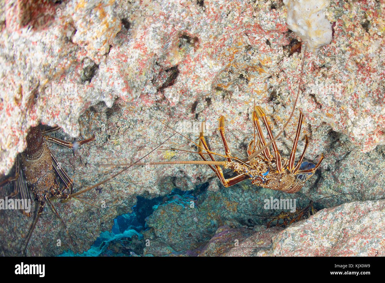 European Spiny lobsters hang upside down on the underside of a rocky reef in El Hierro, Canary Islands. Stock Photo