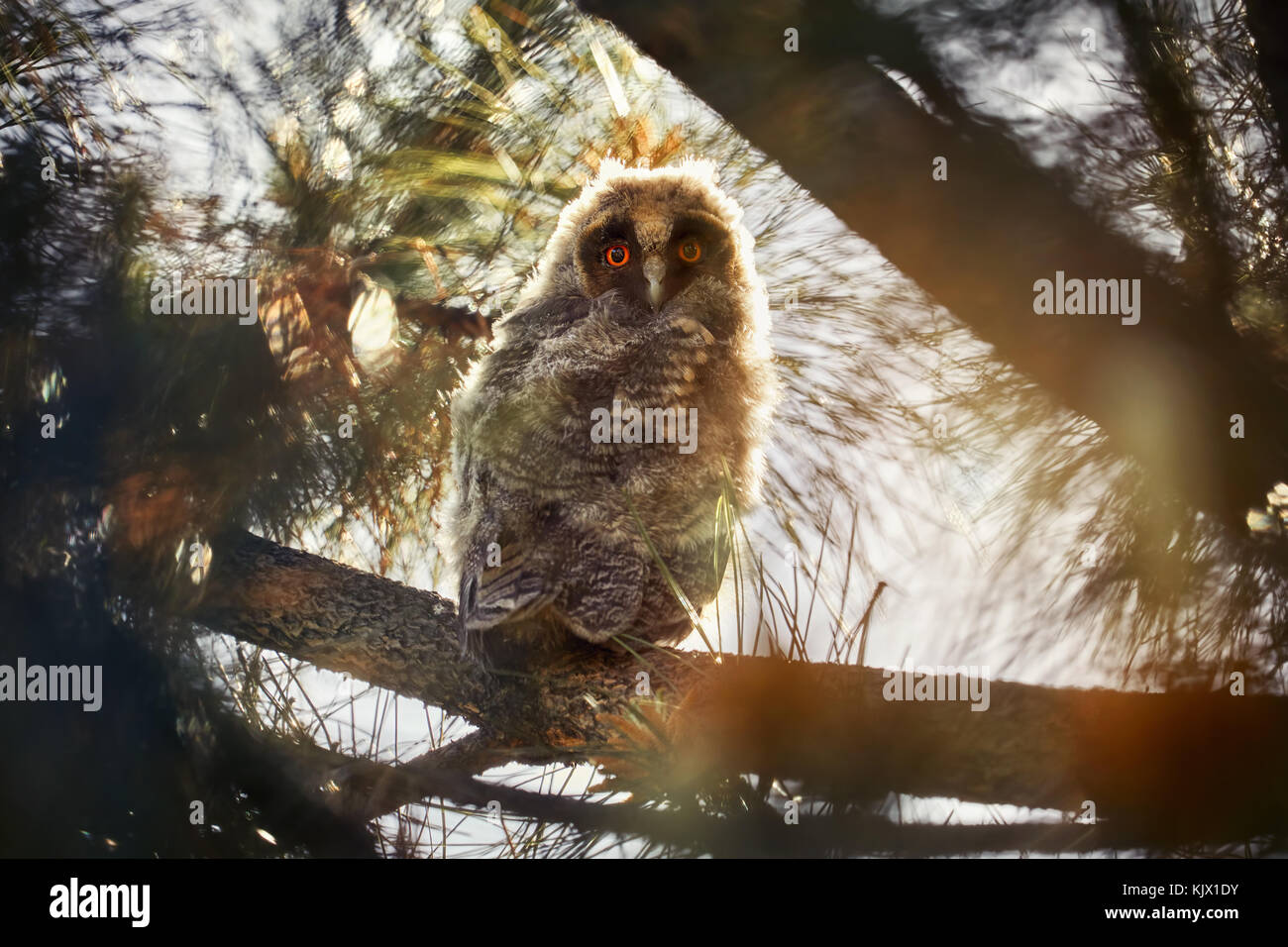 Cute owl chick sitting on the bench in the forest at sunset Stock Photo