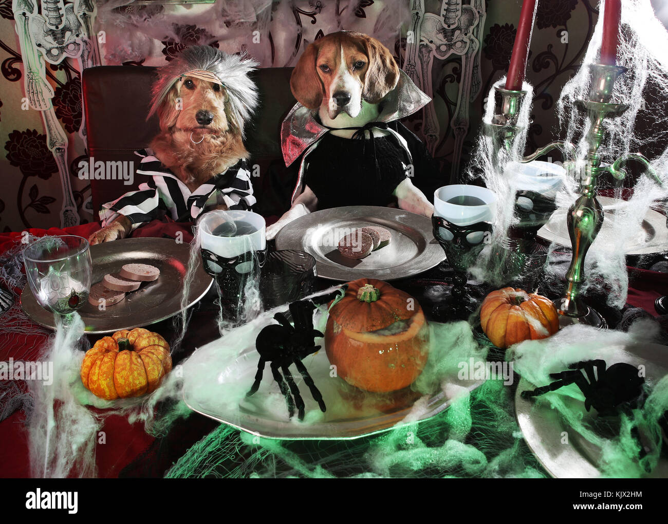 freshpet dog food tesco