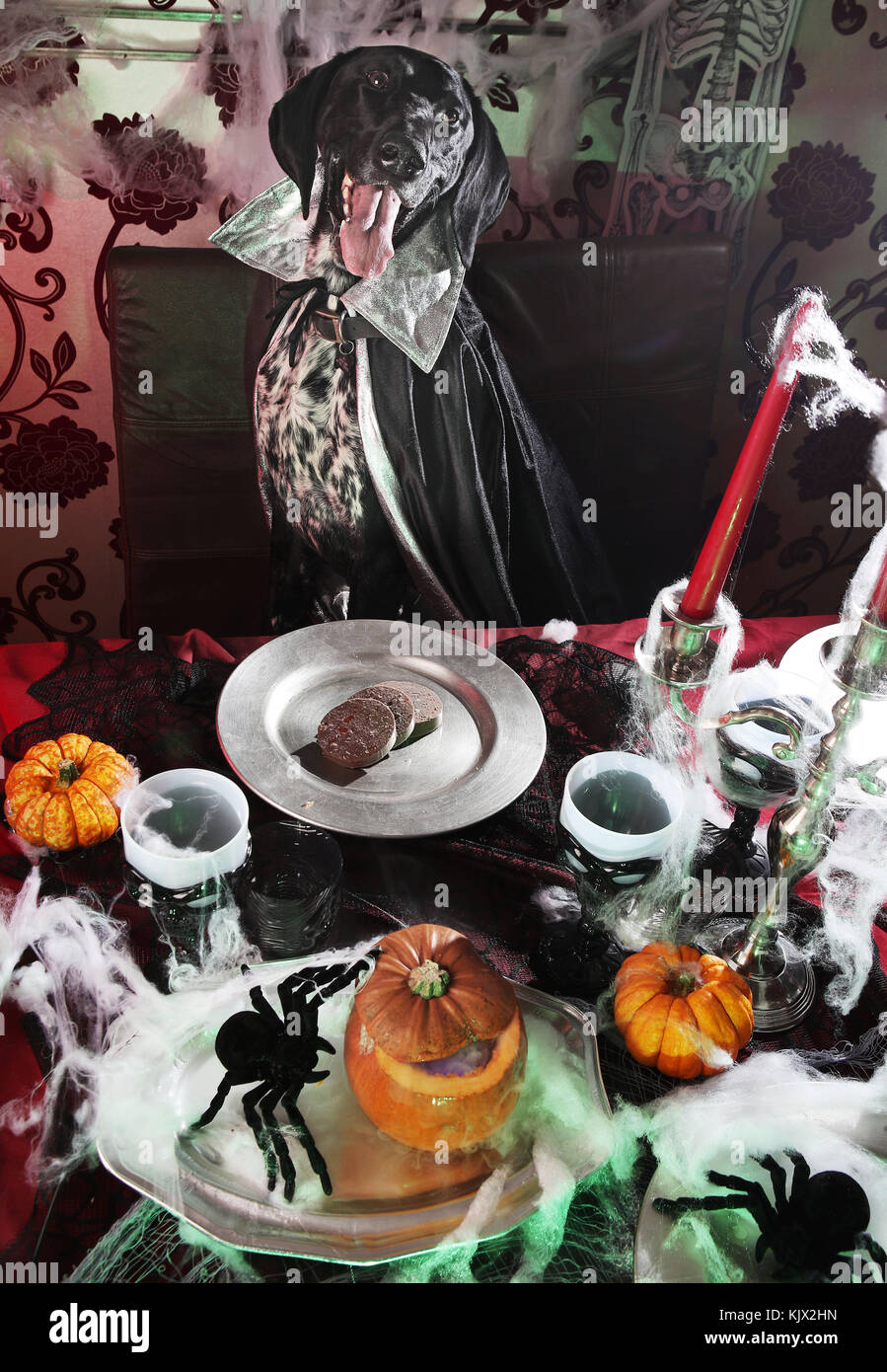 Leading American fresh pet food brand, Freshpet, which is now sold in