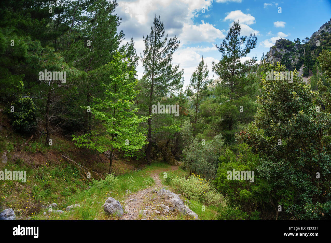 The famous Dirfys (or Dirfi) forest. It is a natural forest located on ...