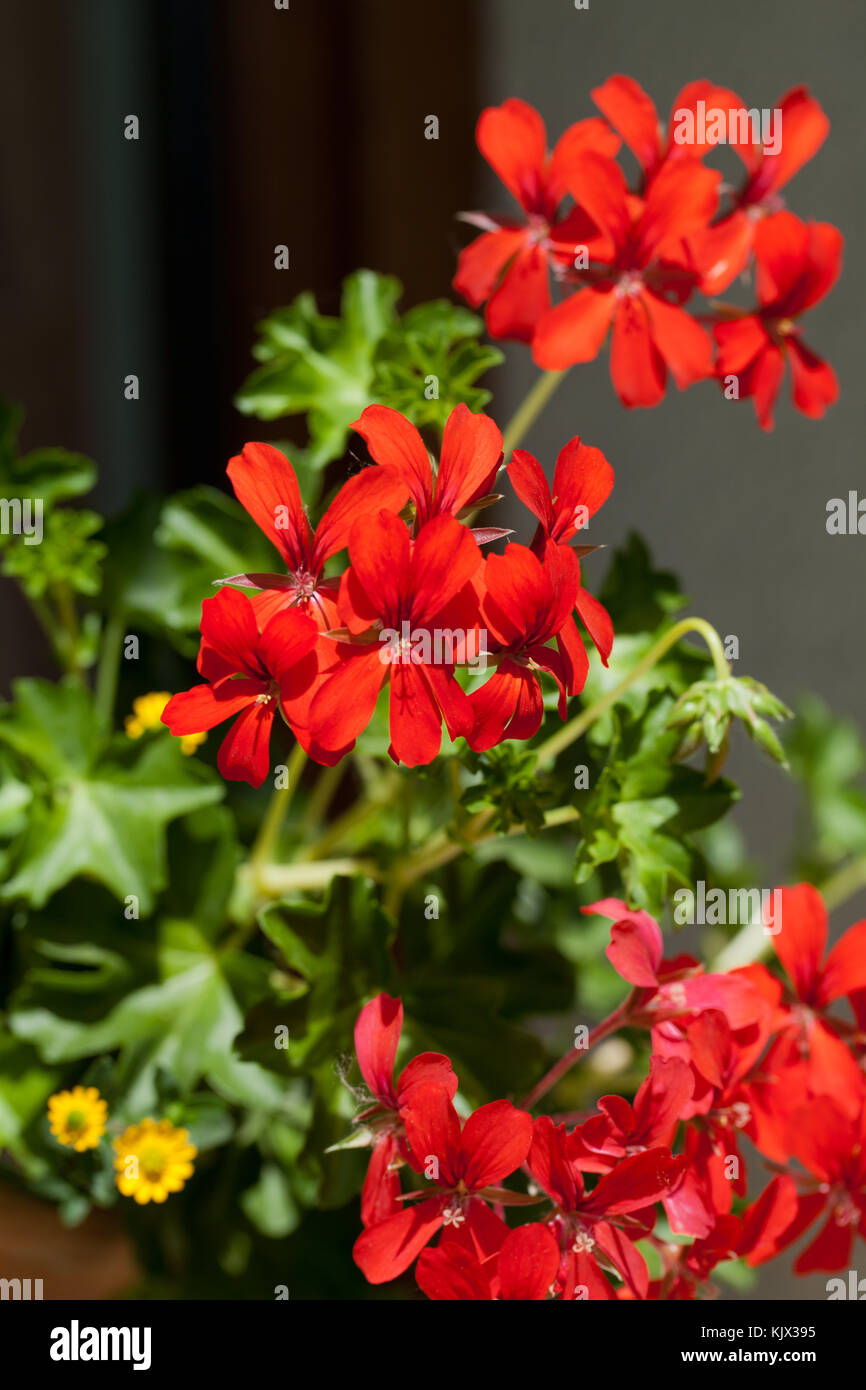 Red garden geranium flowers Stock Photo - Alamy