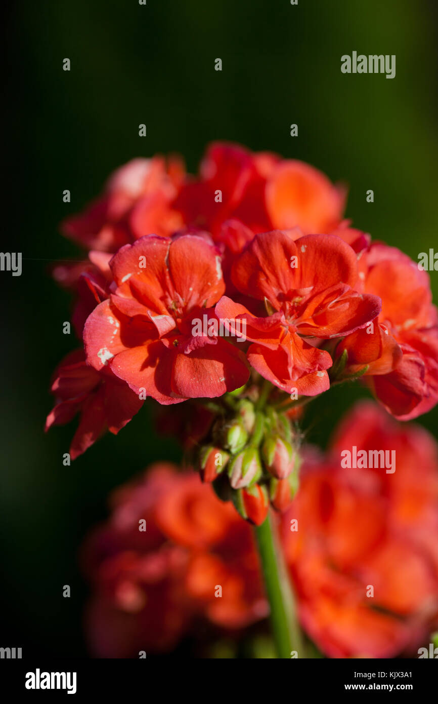 Red garden geranium flowers Stock Photo Alamy