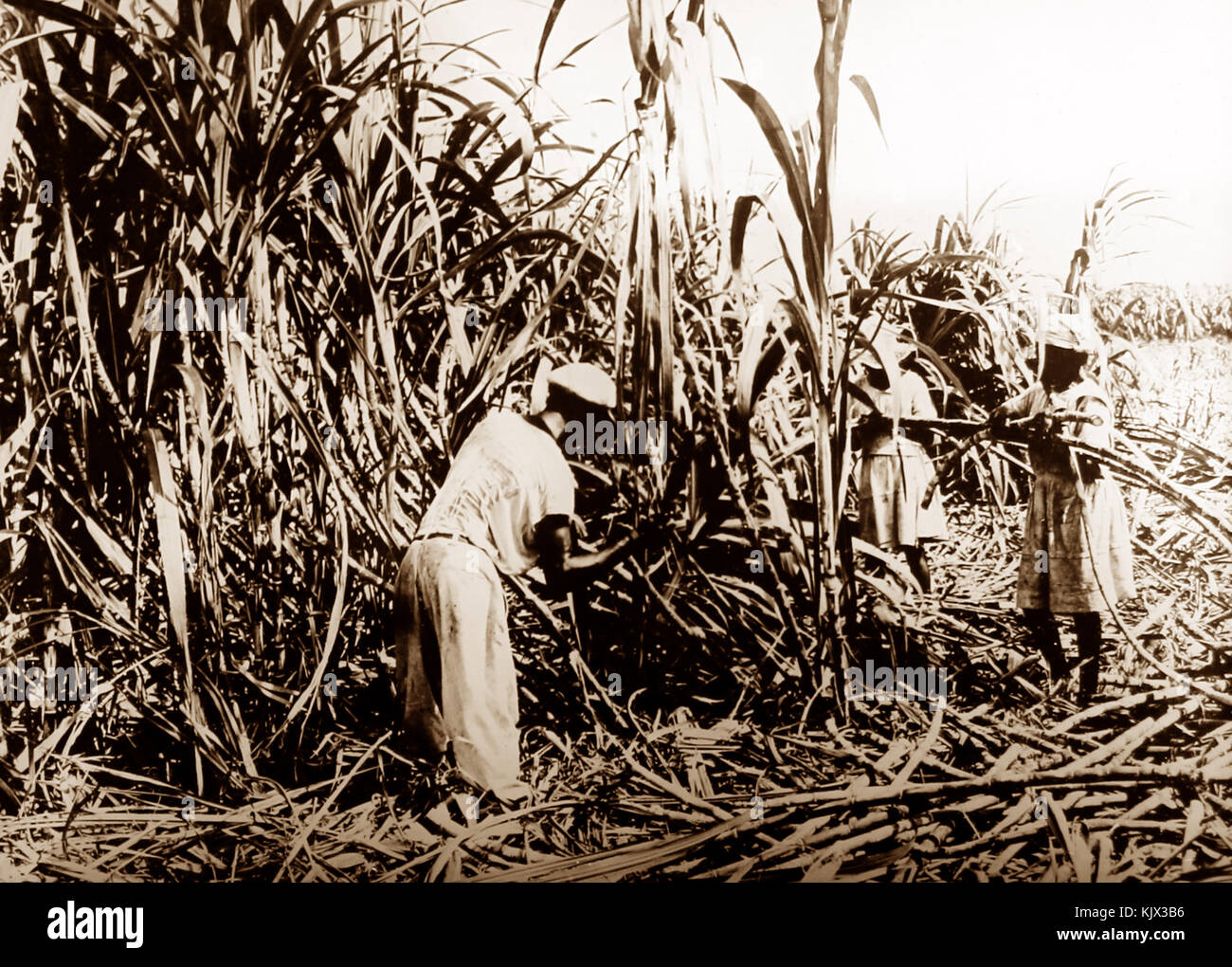 Jamaica sugar cane hires stock photography and images Alamy