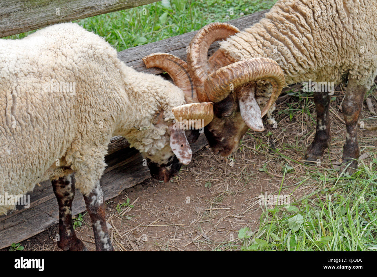 Locking horns hires stock photography and images Alamy