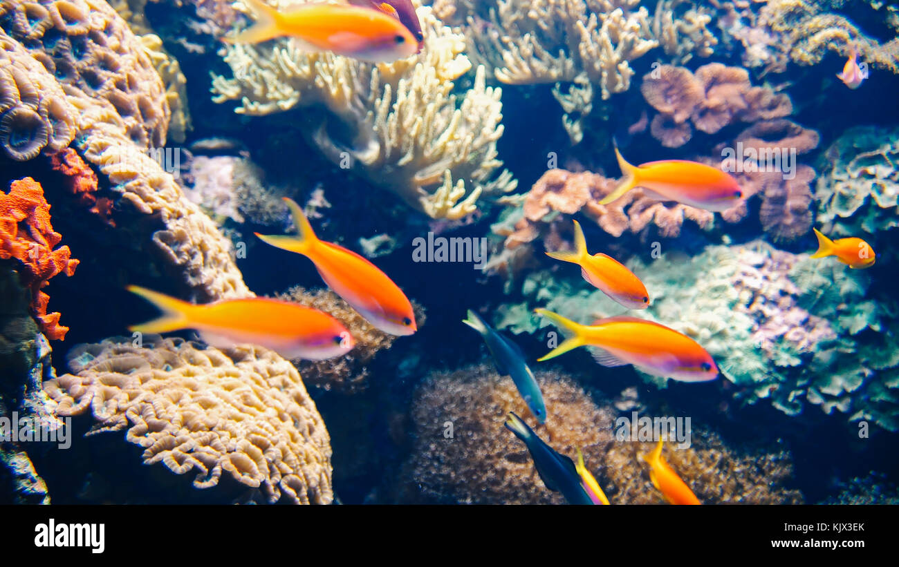 Deep Ocean Colorful Fish Swimming In Large Aquarium Stock Photo
