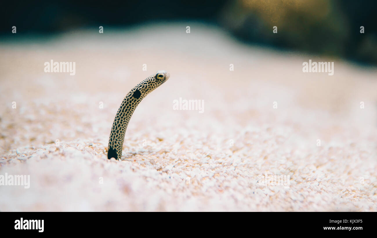 Underwater Garden Eels Sticking Their Heads Out Of Sand Stock Photo