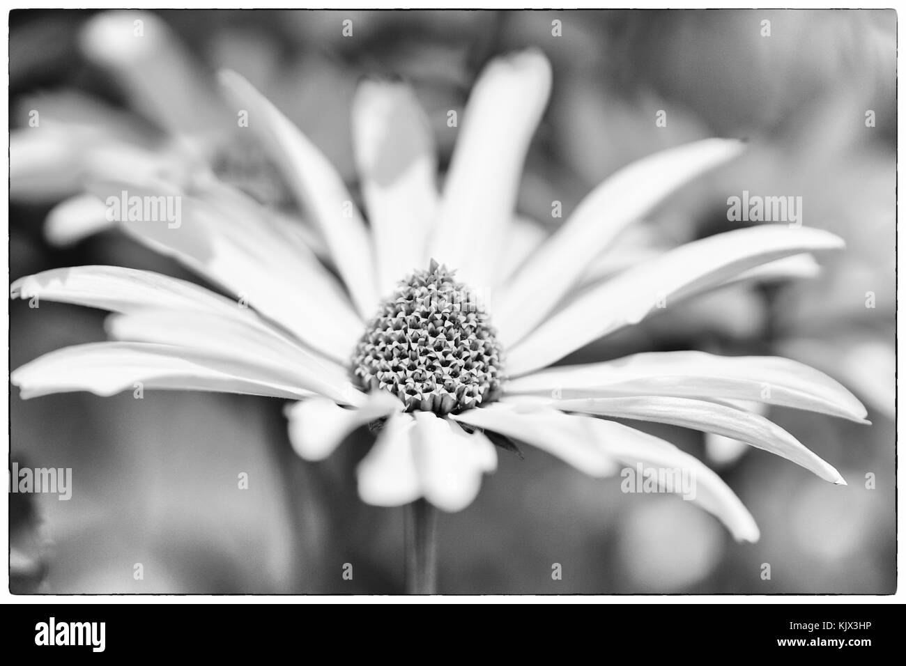 Evanescence shown by spent flowers Stock Photo