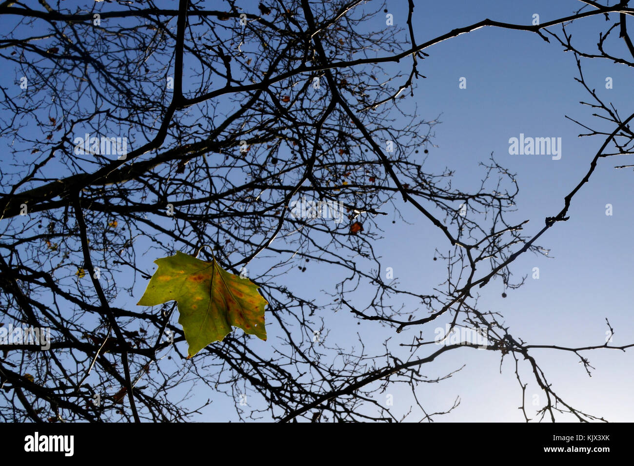A final Autumn leaf on a tree in Green Park, London Stock Photo