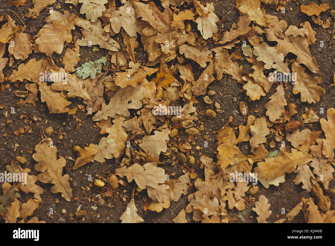 Oak leaves and acorns on the ground top view selective focus vintage Stock Photo