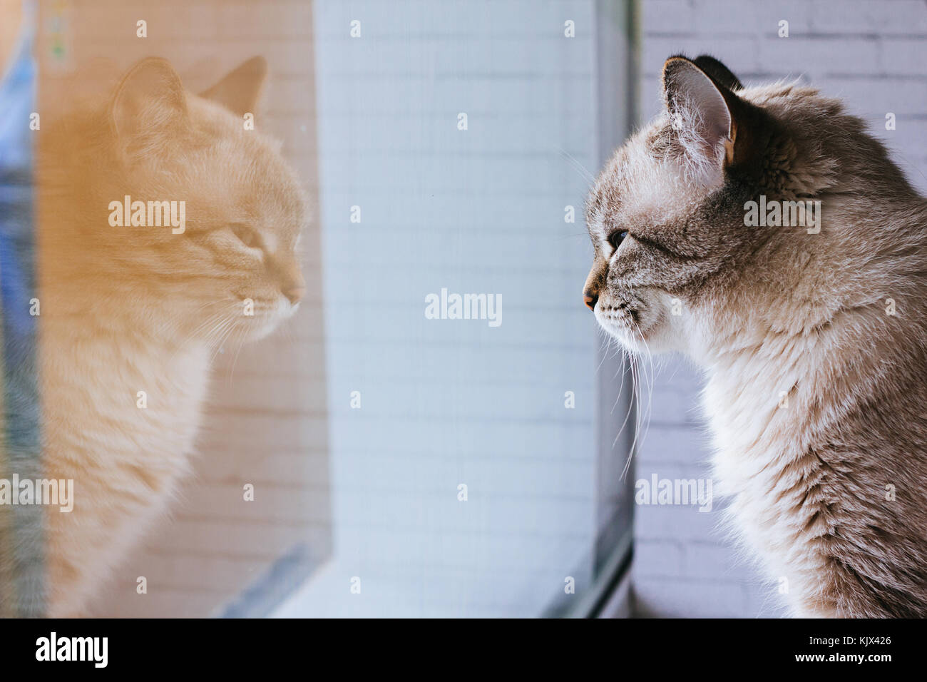 Cute domestic cat looking through the window selective focus Stock Photo