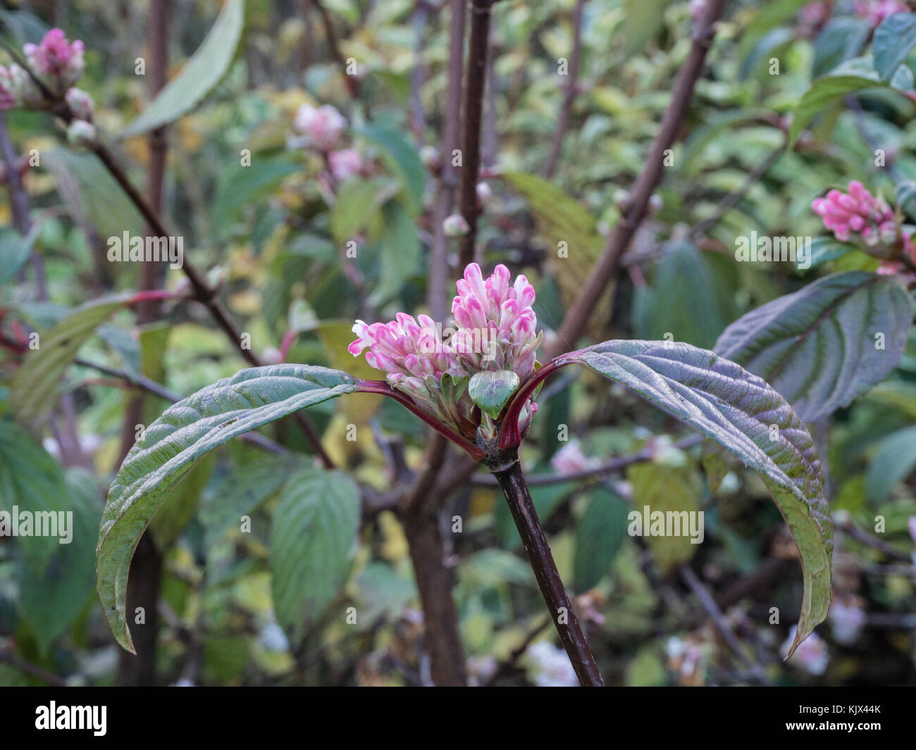 Pink tinged flower buds of Viburnum  x bodnantense 'Dawn' Stock Photo
