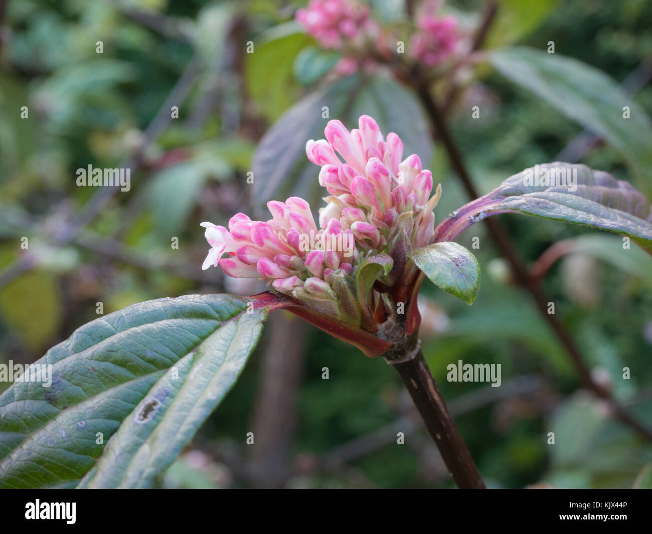 Close up of the pink tinged flower buds of Viburnum  x bodnantense 'Dawn' Stock Photo