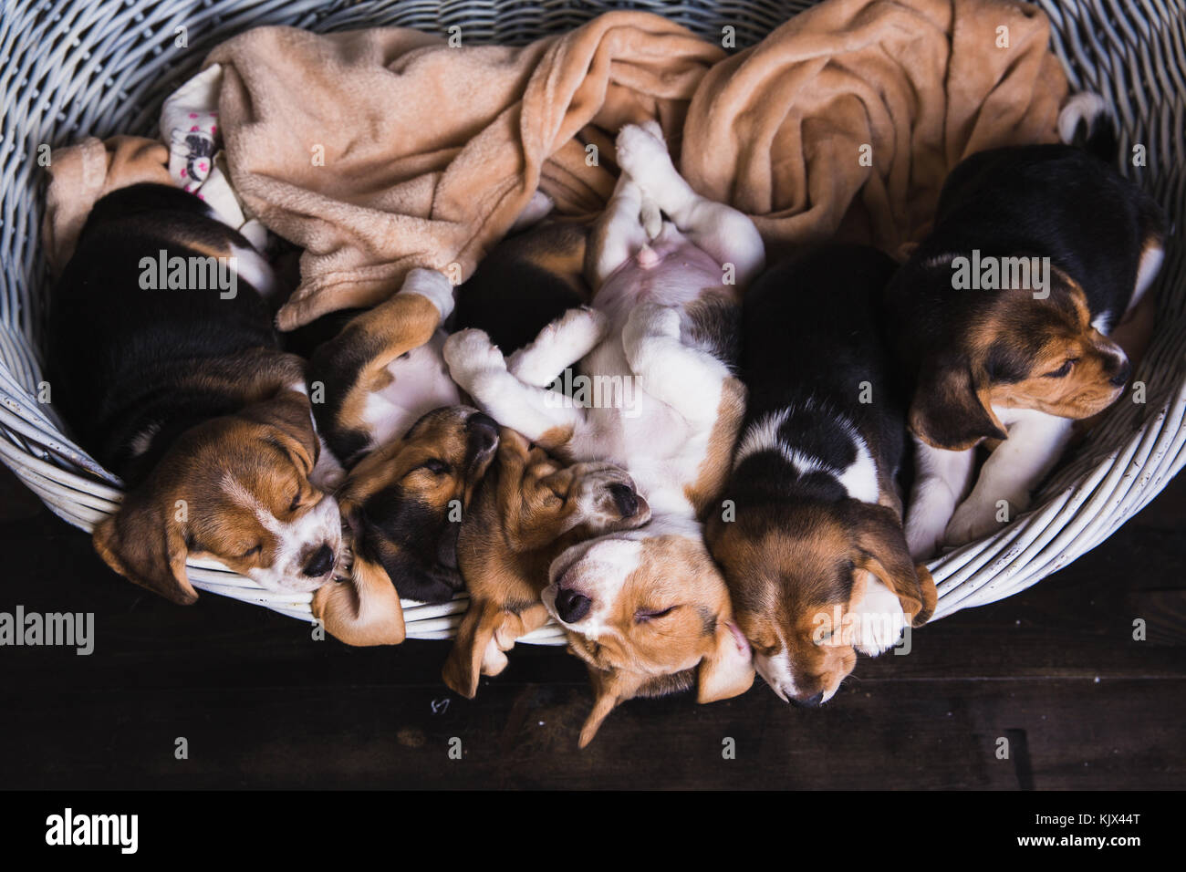 Beagle family sit in basket. Little beagles sleep on each other in big ...