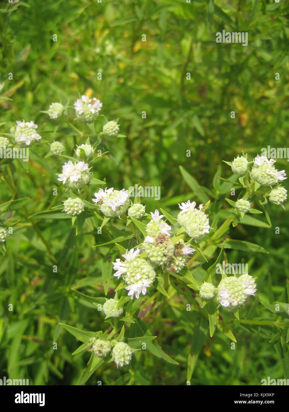 Pycnanthemum tenuifolium flowers Stock Photo