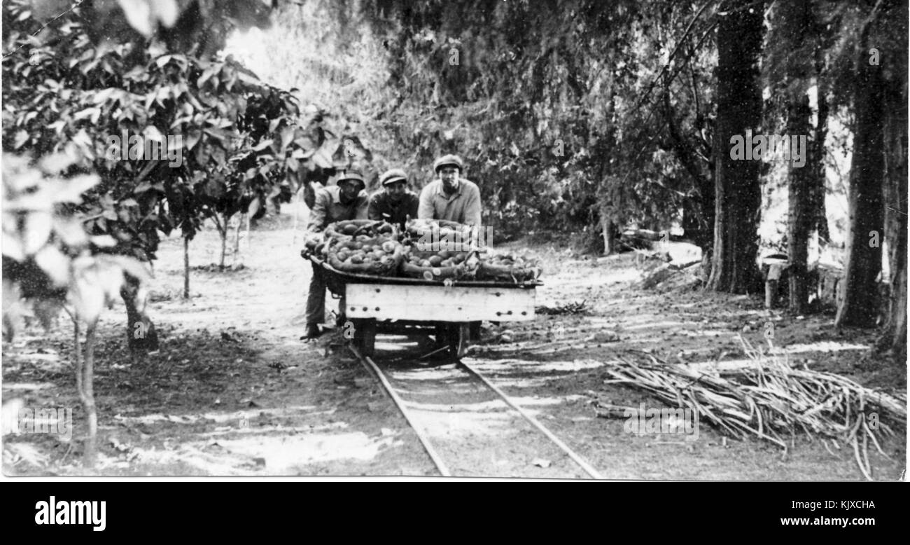 Israel 9548 Gan Shmuel   in the Citrus plantation 1934 Stock Photo