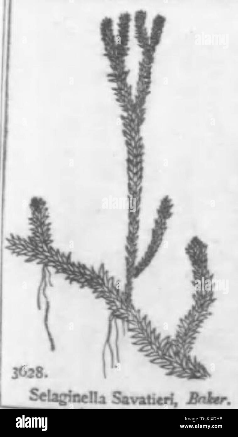 003 Selaginella nipponica tachikuramagoke Stock Photo