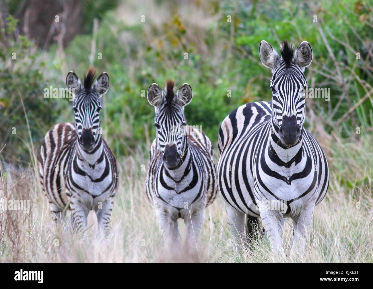 Three zebra. South Africa Stock Photo