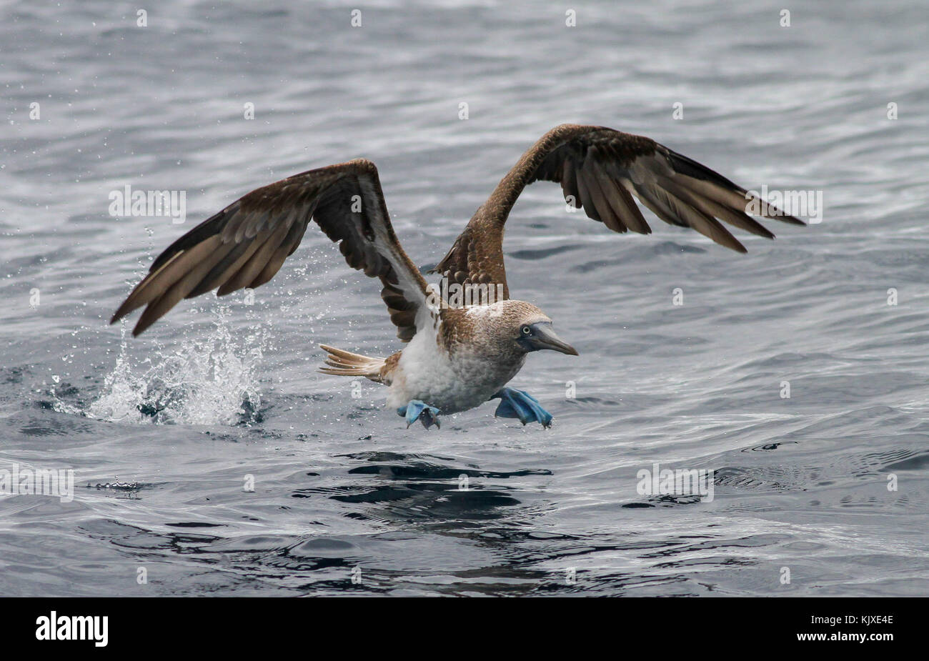Blue-footed Booby (Sula nebouxii) taking to the air. Galapagos Islands Stock Photo