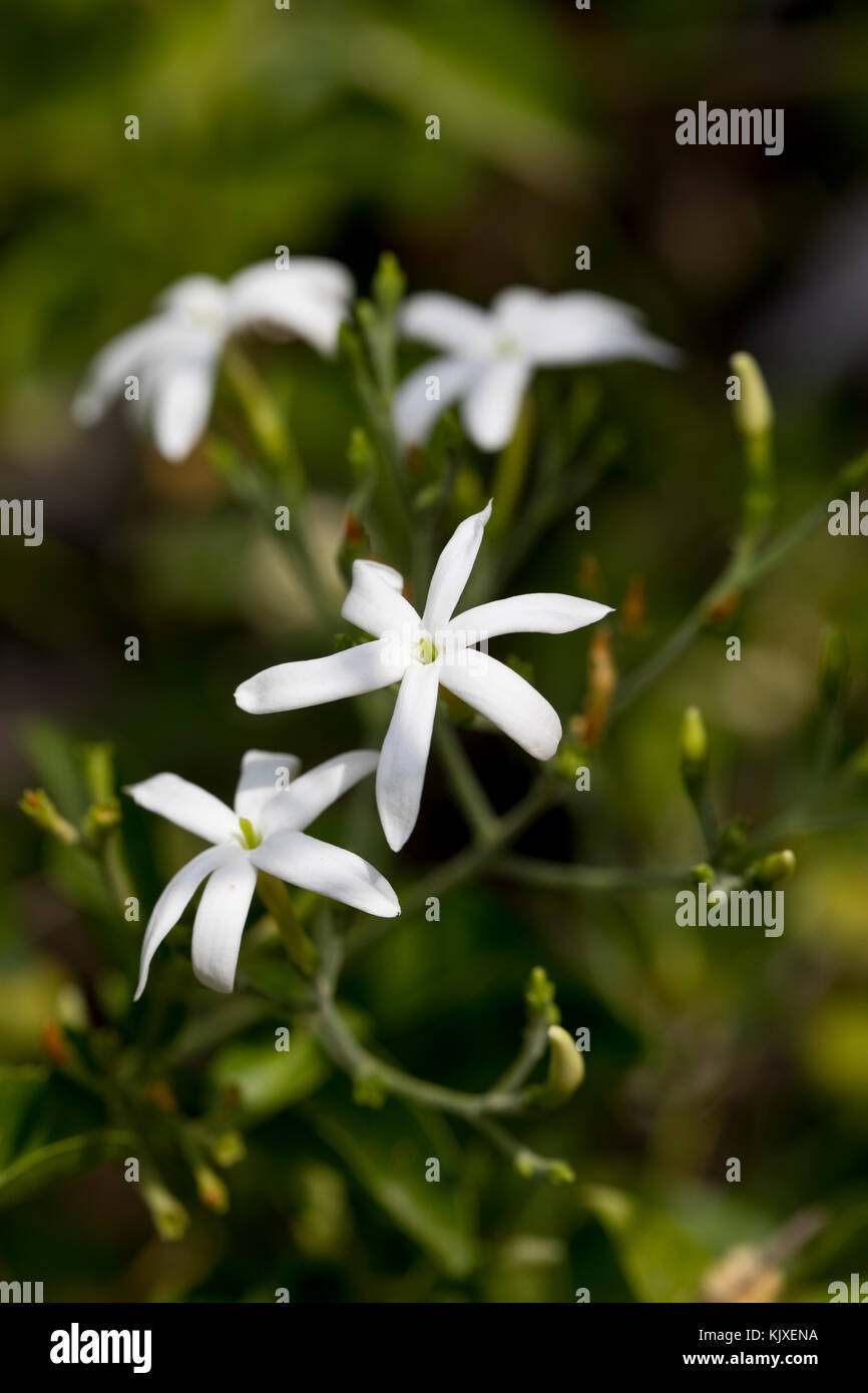 Spanish jasmine hires stock photography and images Alamy