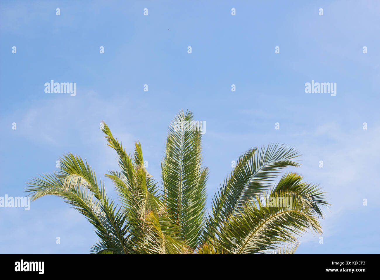 Green leaves of palm tree on blue sky background Stock Photo - Alamy