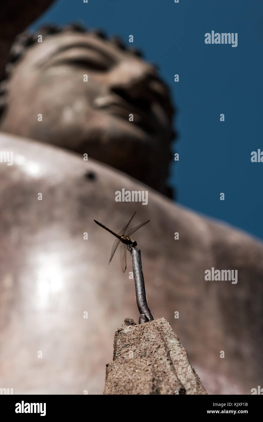 Small dragonfly insect sitting near blurred buddha statue. Stock Photo