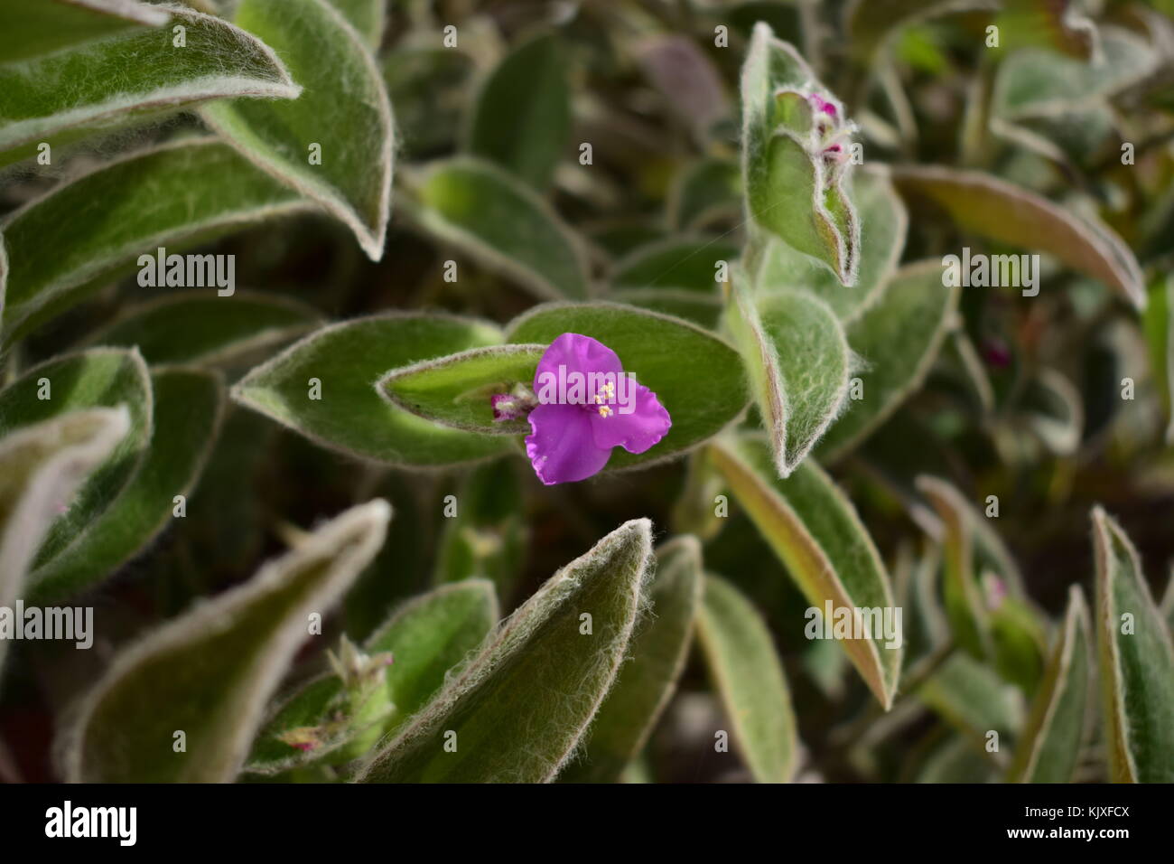Little Purple Bloom Stock Photo
