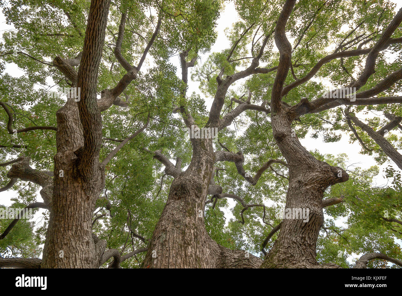 Old tall trees big roots hires stock photography and images Alamy